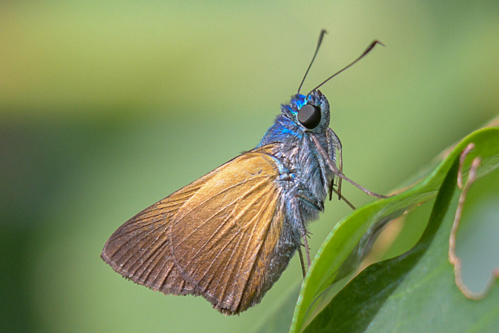 Onophas columbaria distigma