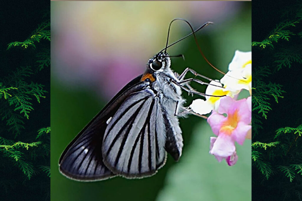 Paracarystus hypargyra