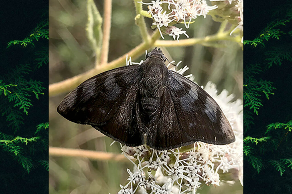 Pellicia costimacula costimacula