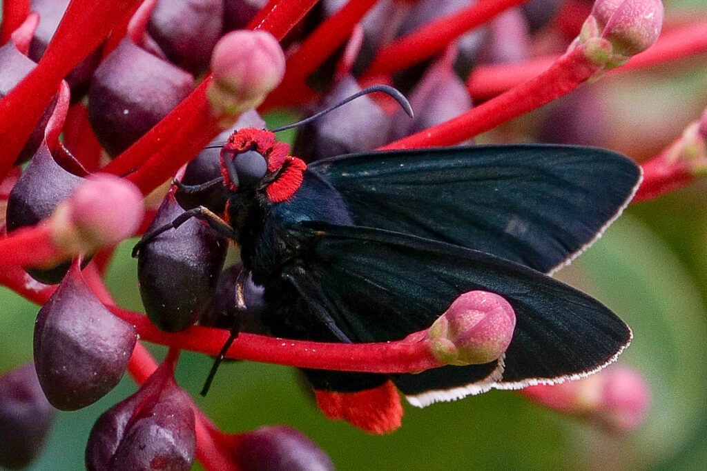 Pyrrhopyge charybdis semita