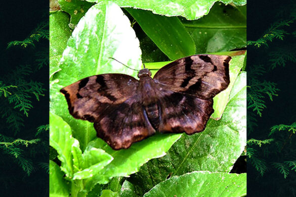 Achlyodes busirus rioja