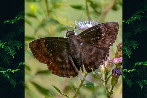 Aethilla echina coracina