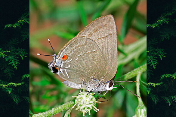 Allosmaitia strophius