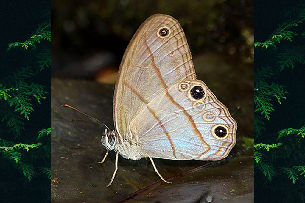Amiga arnaca arnaca