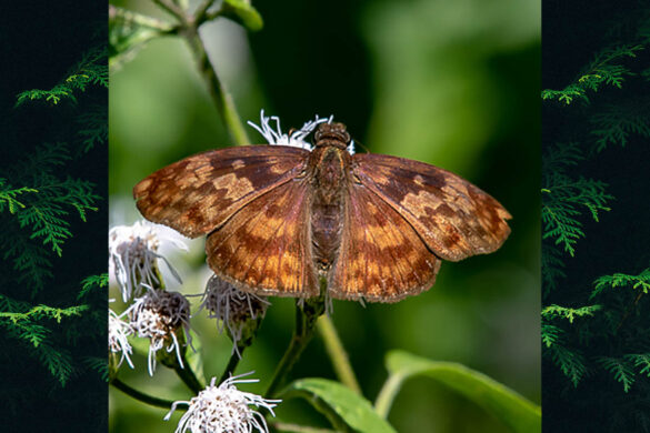 Echelatus sempiternus simplicior