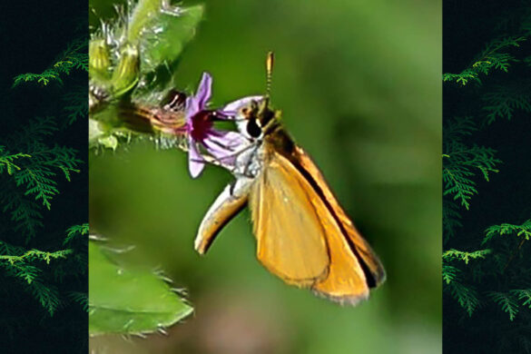 Ancyloxypha nitedula