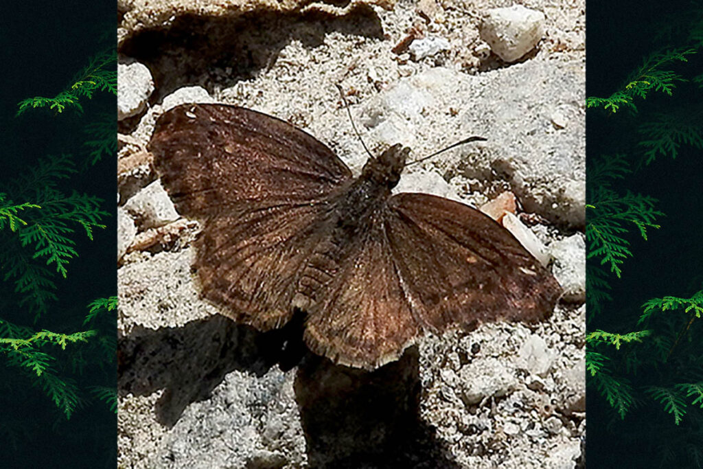 Anisochoria subpicta