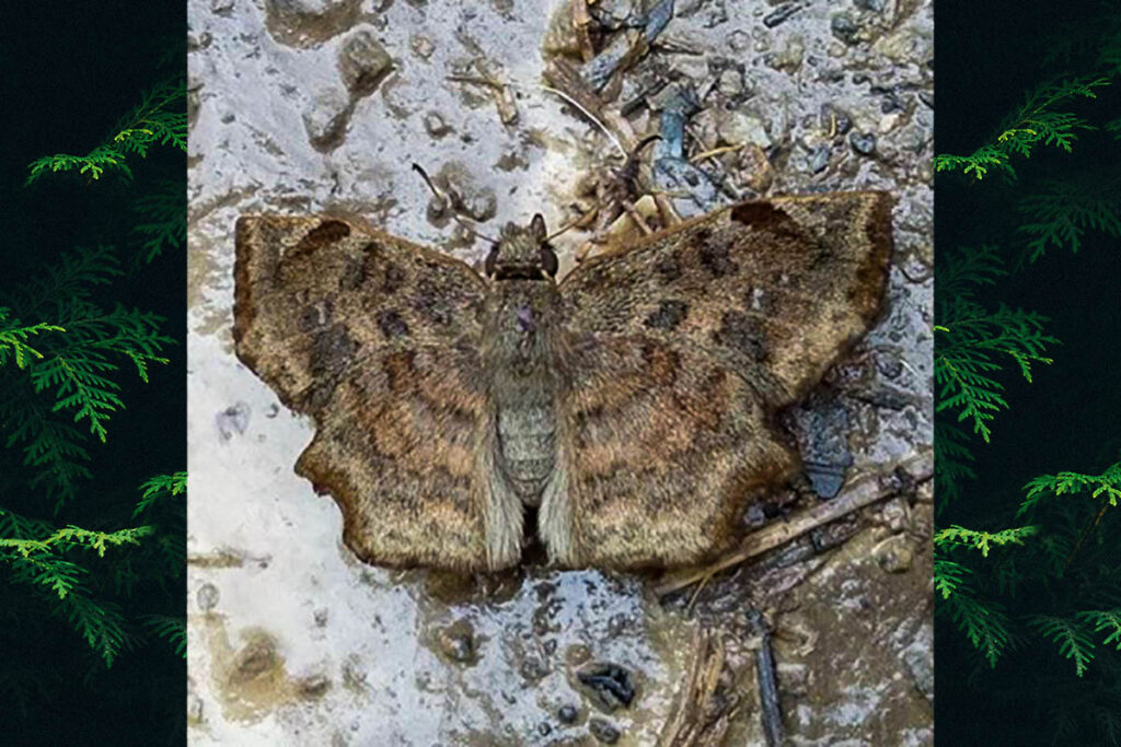 Antigonus erosus