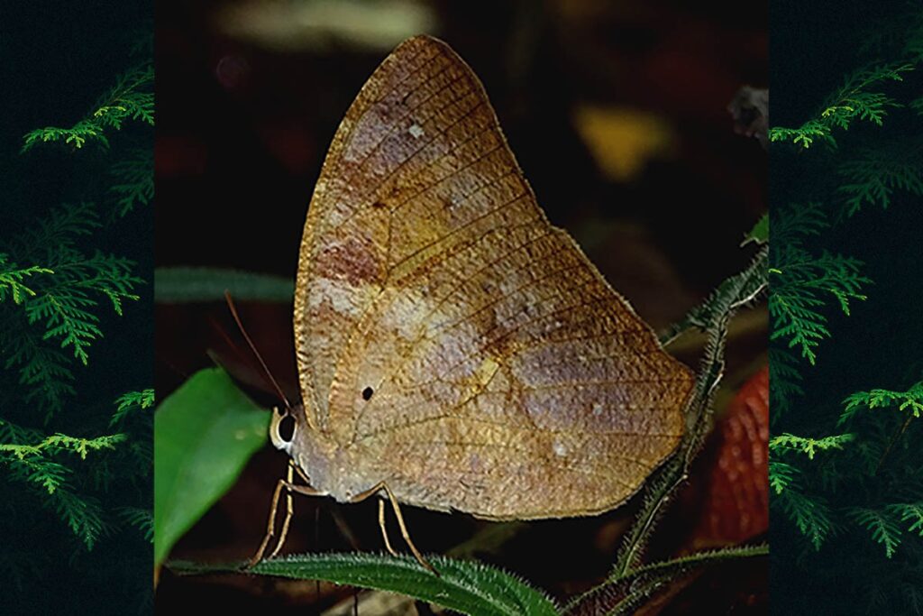 Antirrhea archaea
