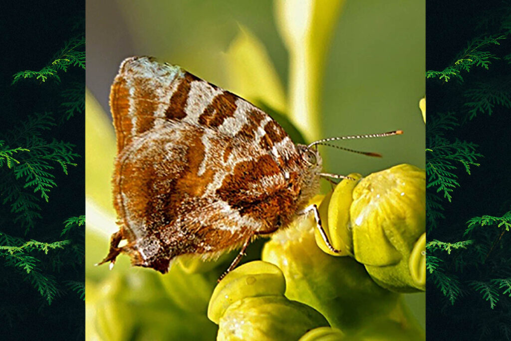 Arawacus dolylas