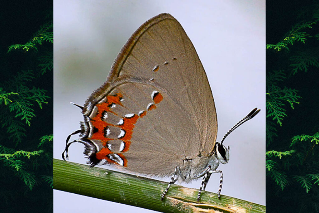 Arawacus tarania
