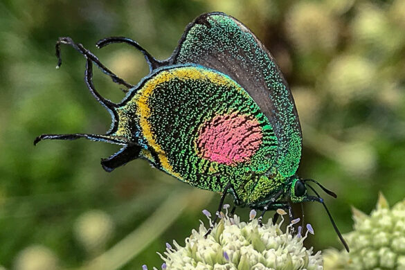 Arcas ducalis