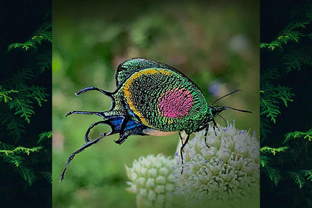 Arcas ducalis