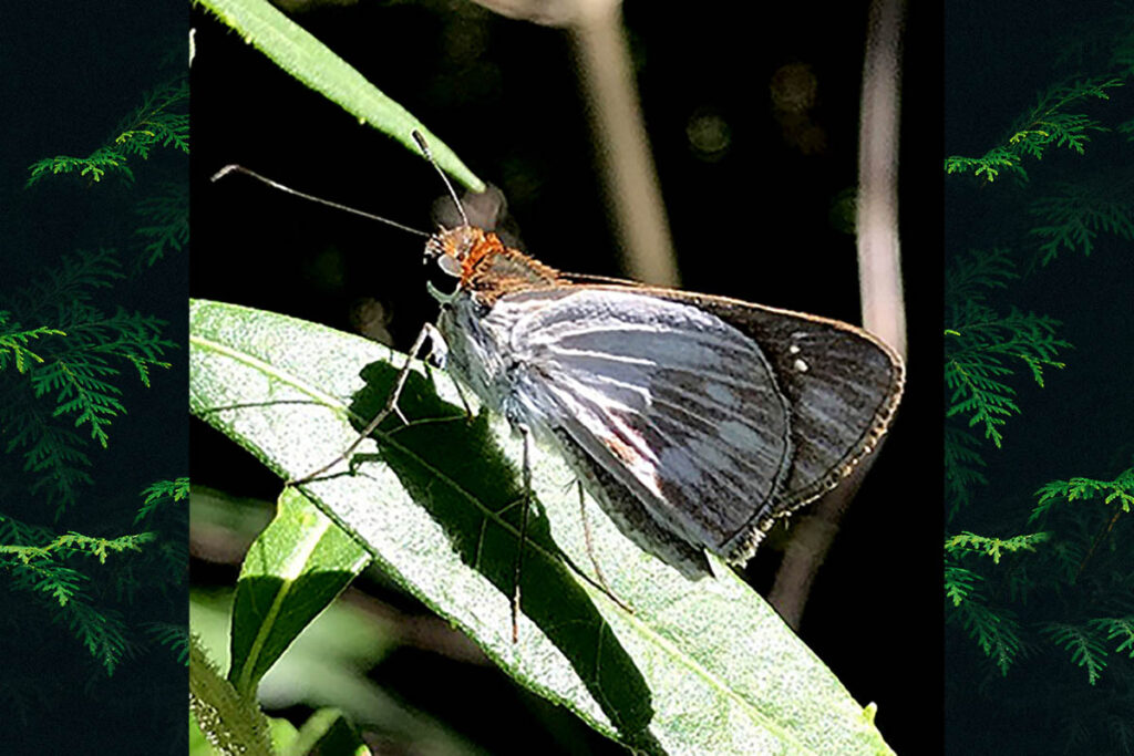 Artonia artona