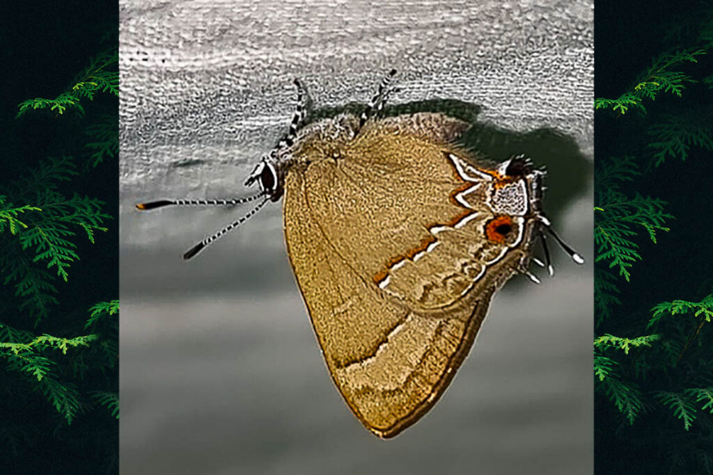 Arzecla nubilum