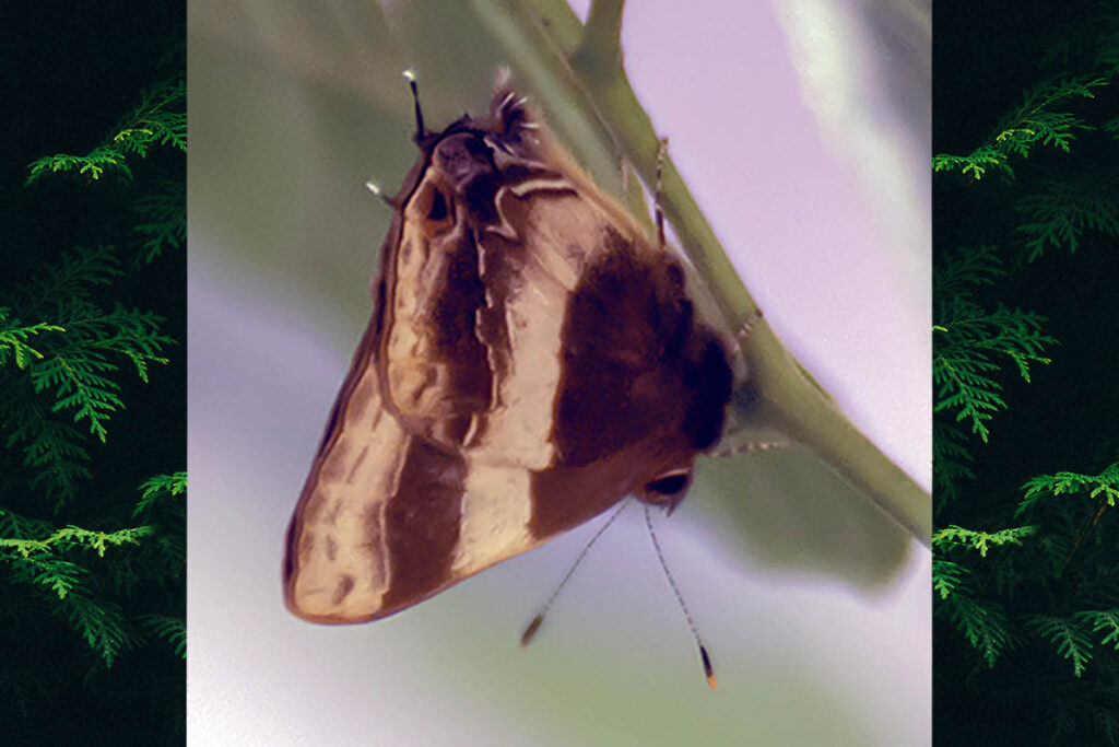 Arzecla taminella