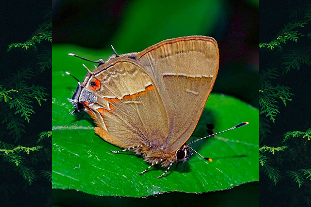 Arzecla tucumanensis