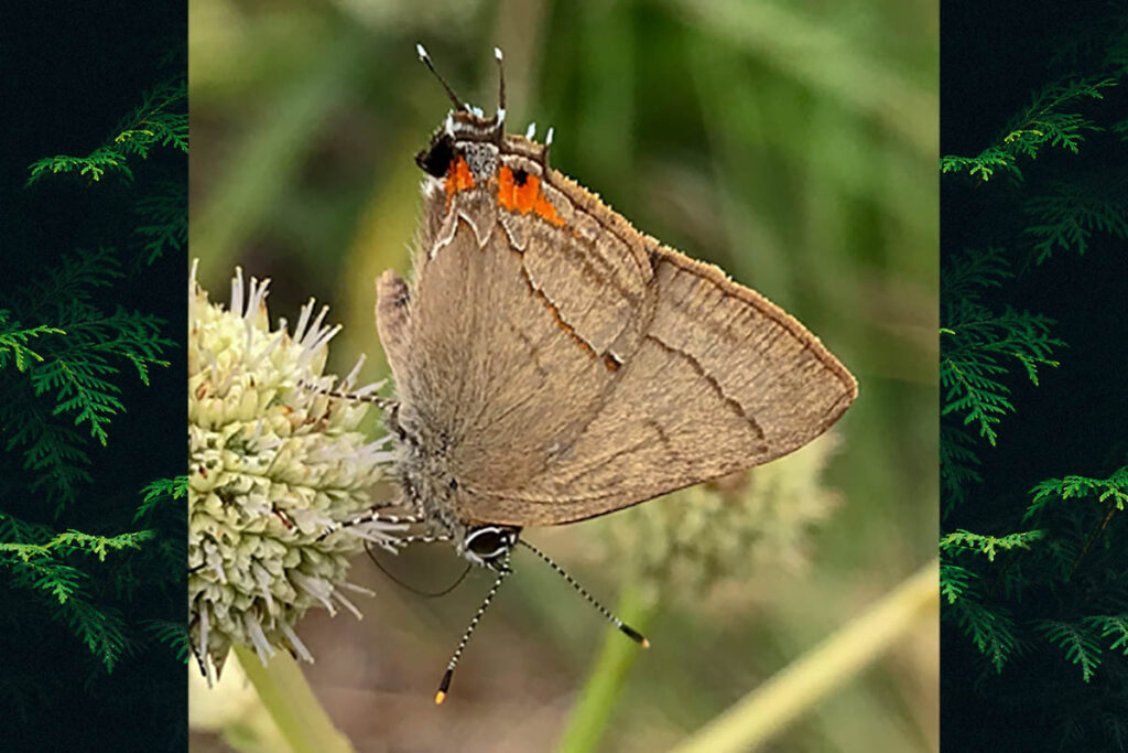 Badecla argentinensis