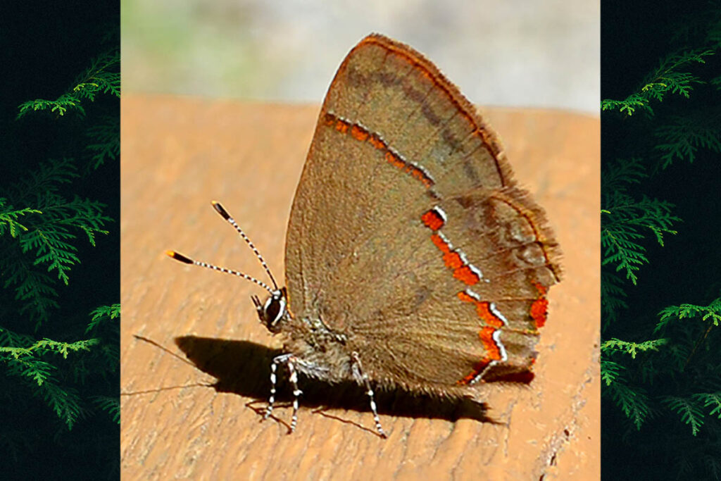 Badecla badaca