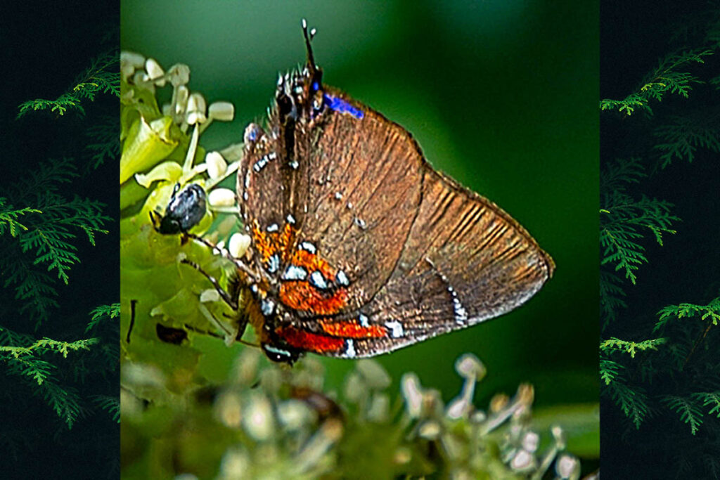 Brangas neora