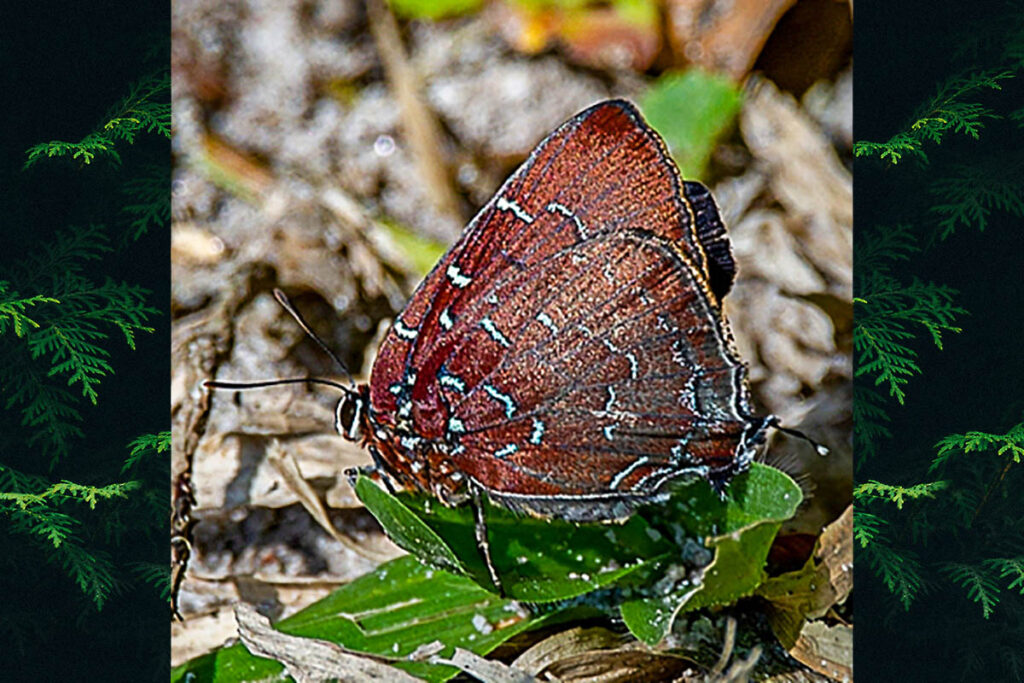 Brangas silumena