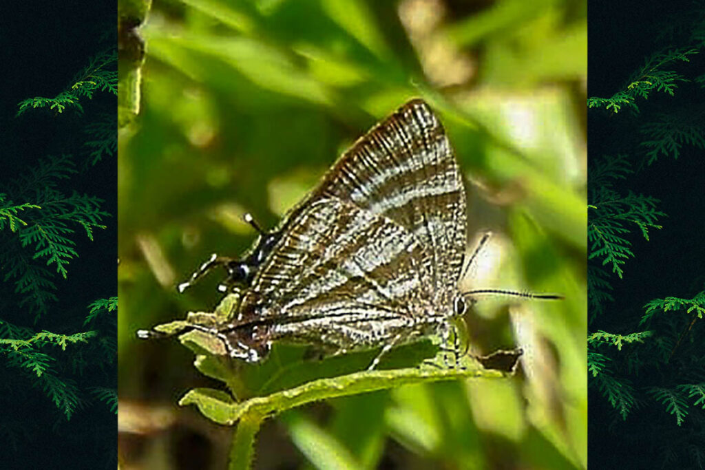 Brevianta celelata