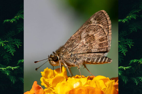 Callimormus corades