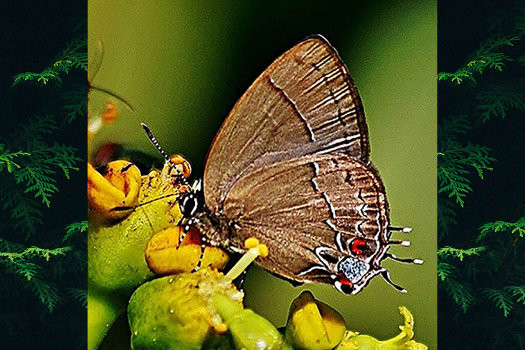 Calycopis bellera