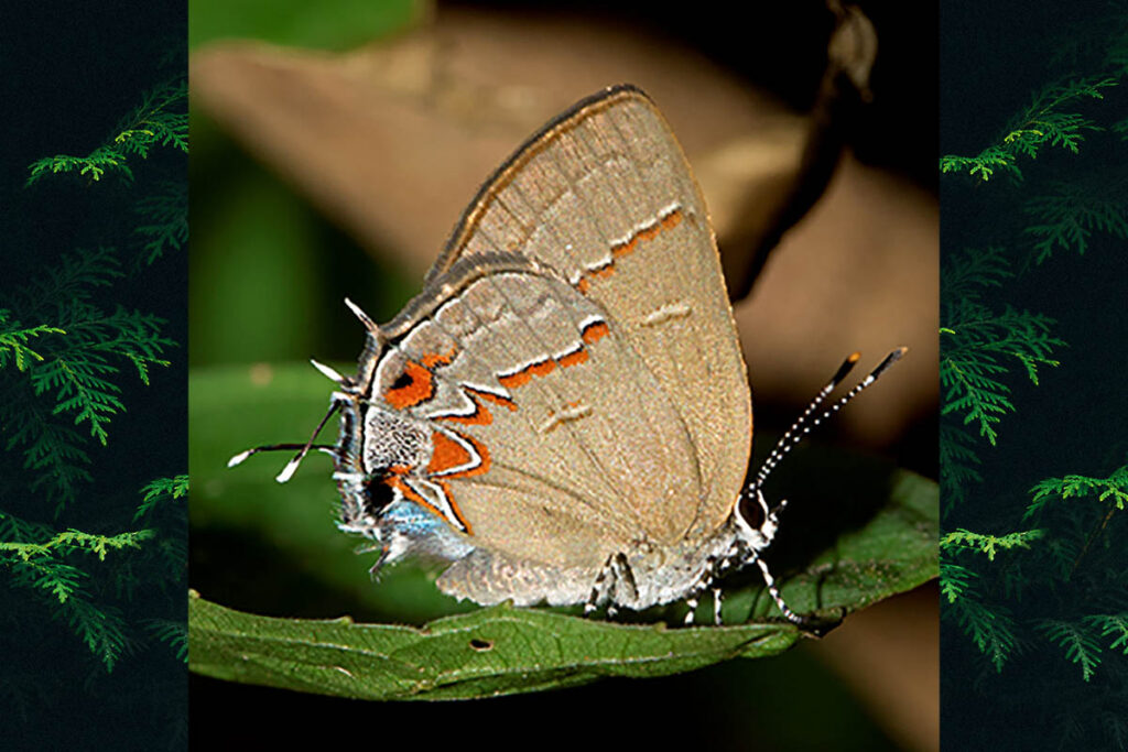Calycopis caulonia
