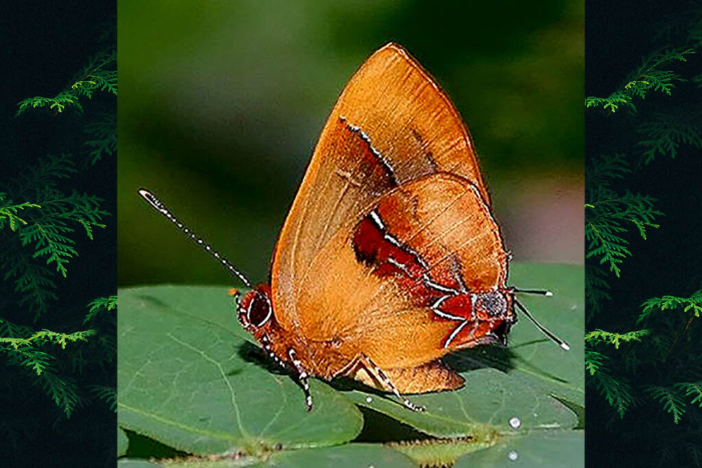 Calycopis demonassa