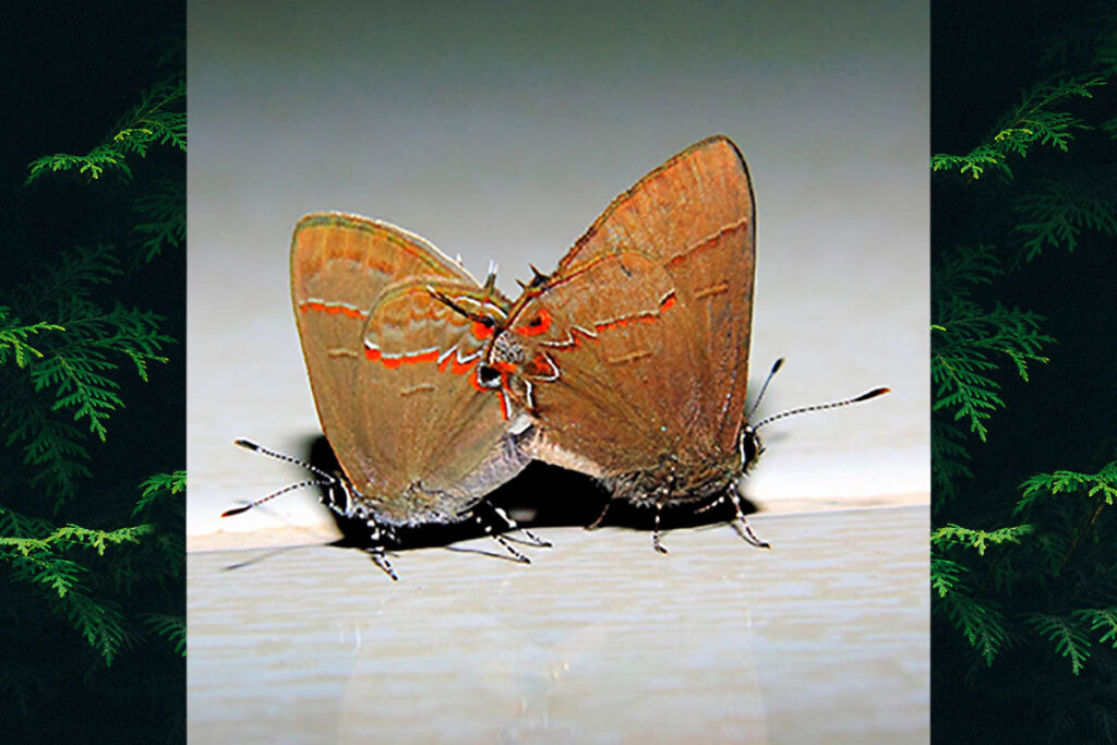 Calycopis isobeon