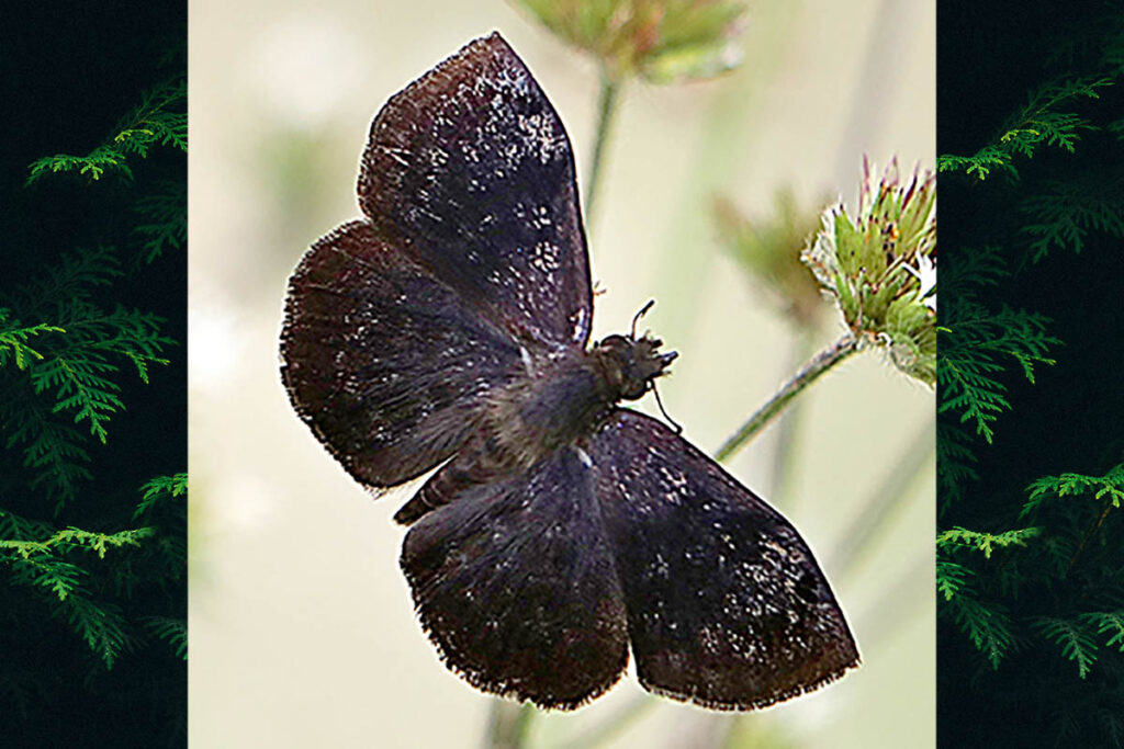 Camptopleura auxo