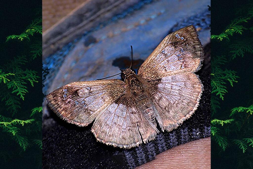 Canesia canescens