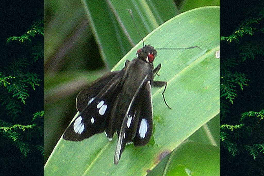 Carystus phorcus