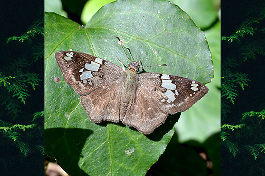 Celaenorrhinus eligius punctiger