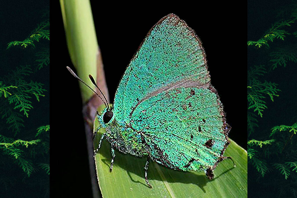 Chalybs chloris