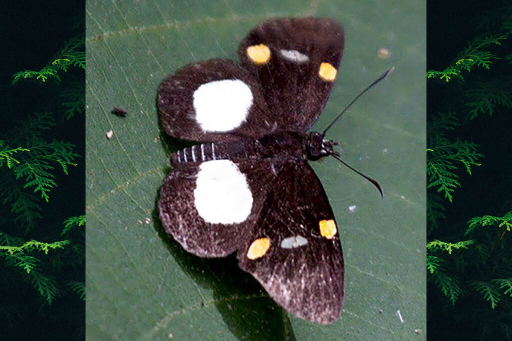 Charidia empolaeus