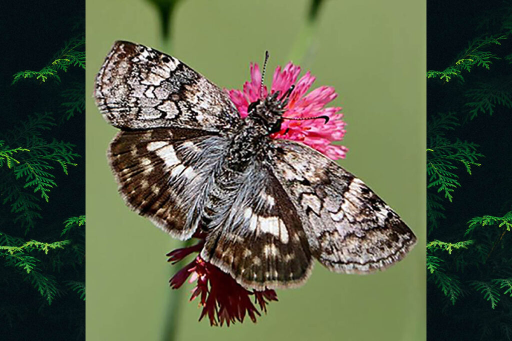 Chiomara asychis autander