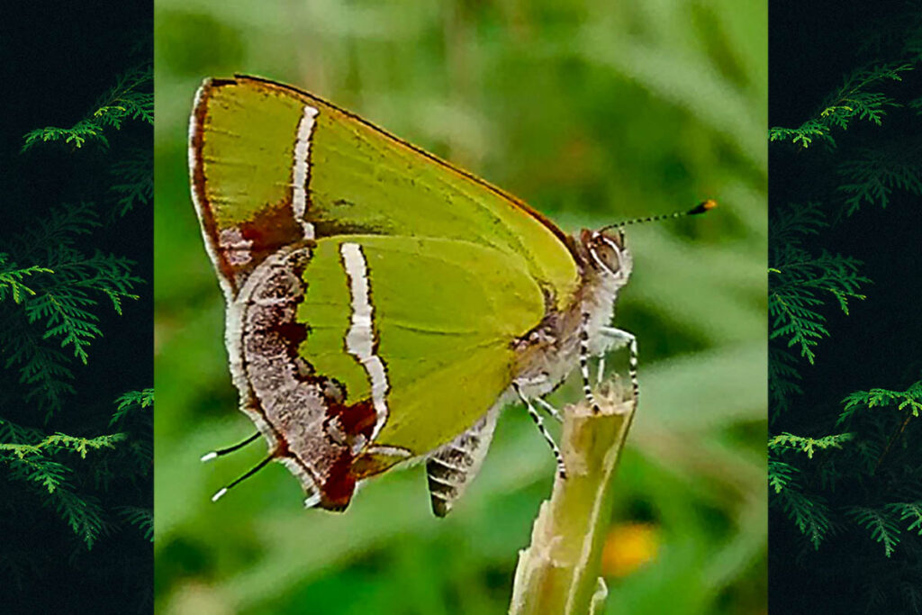 Chlorostrymon simaethis simaethis