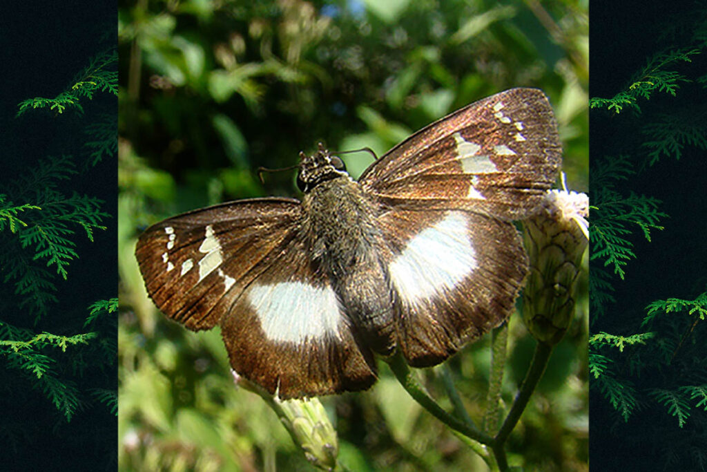 Clito aberrans