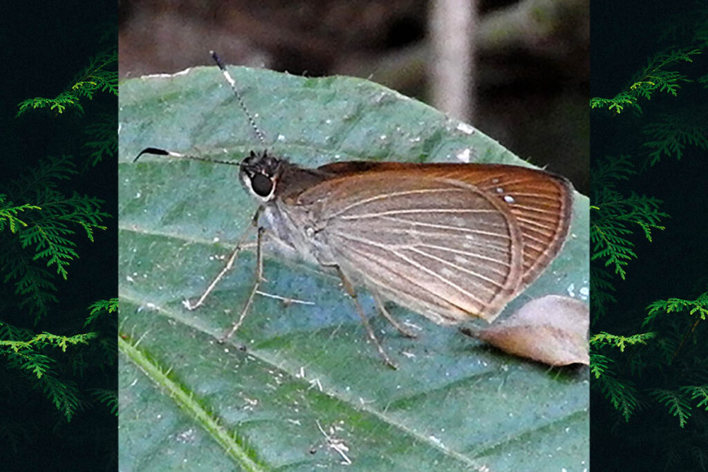 Cobalopsis miaba
