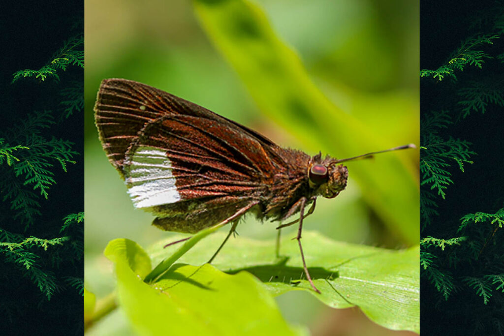 Cobalus virbius hersilia