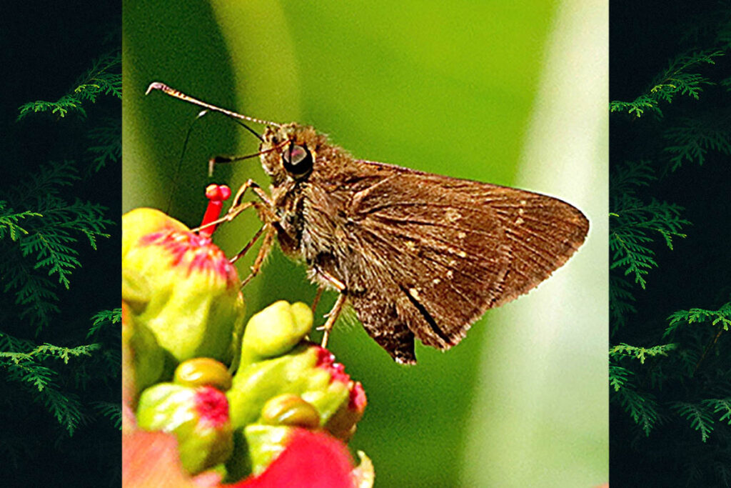 Conga chydaea