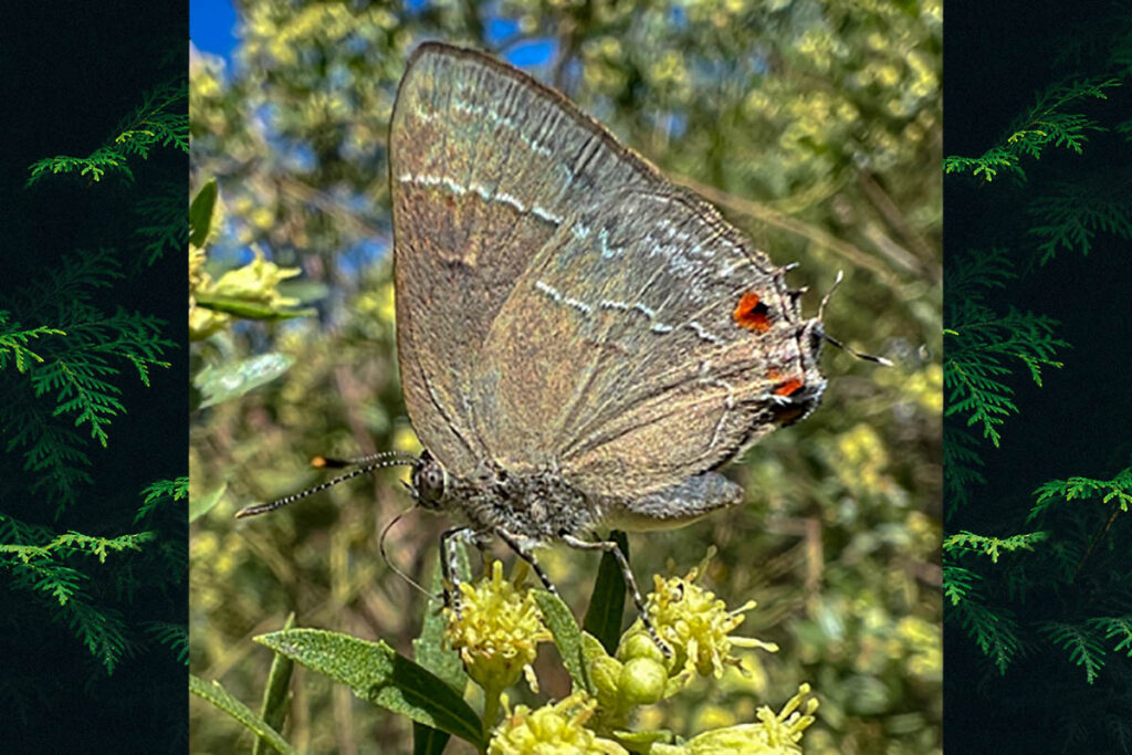 Contrafacia catharina