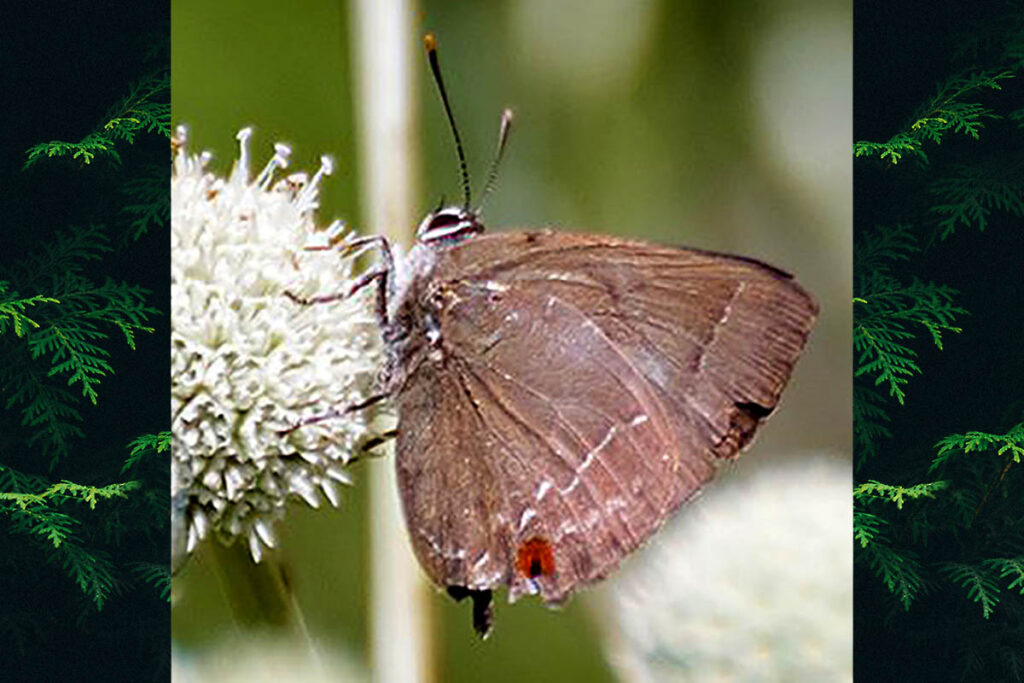 Contrafacia muattina