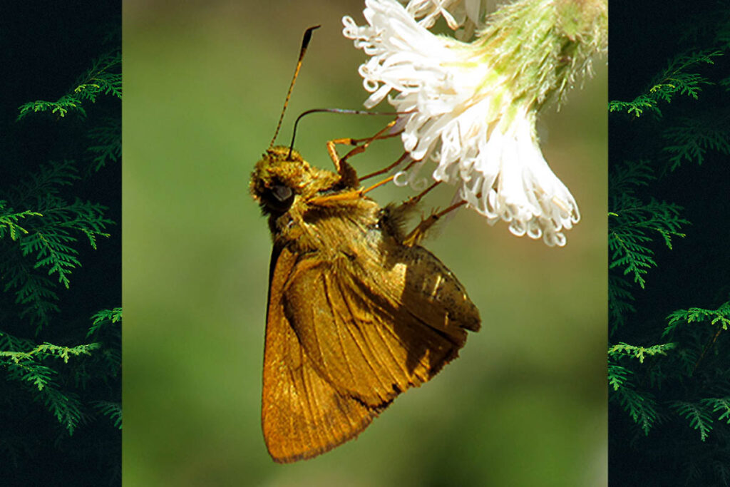 Corticea corticea