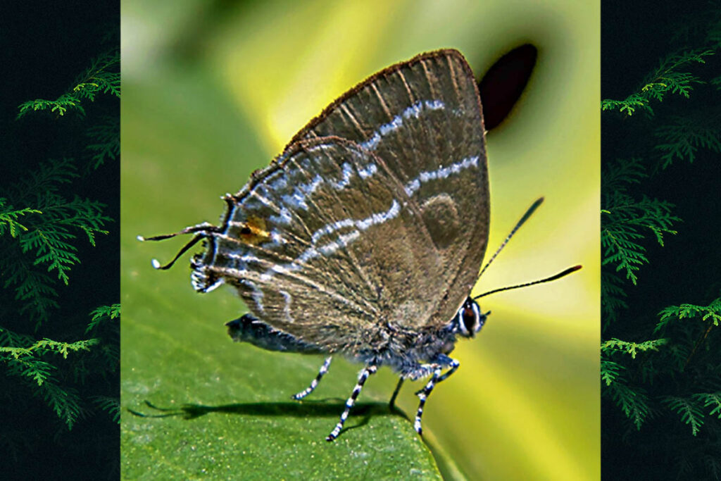 Cupathecla cupentus