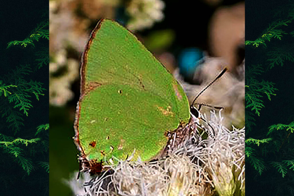 Cyanophrys acaste