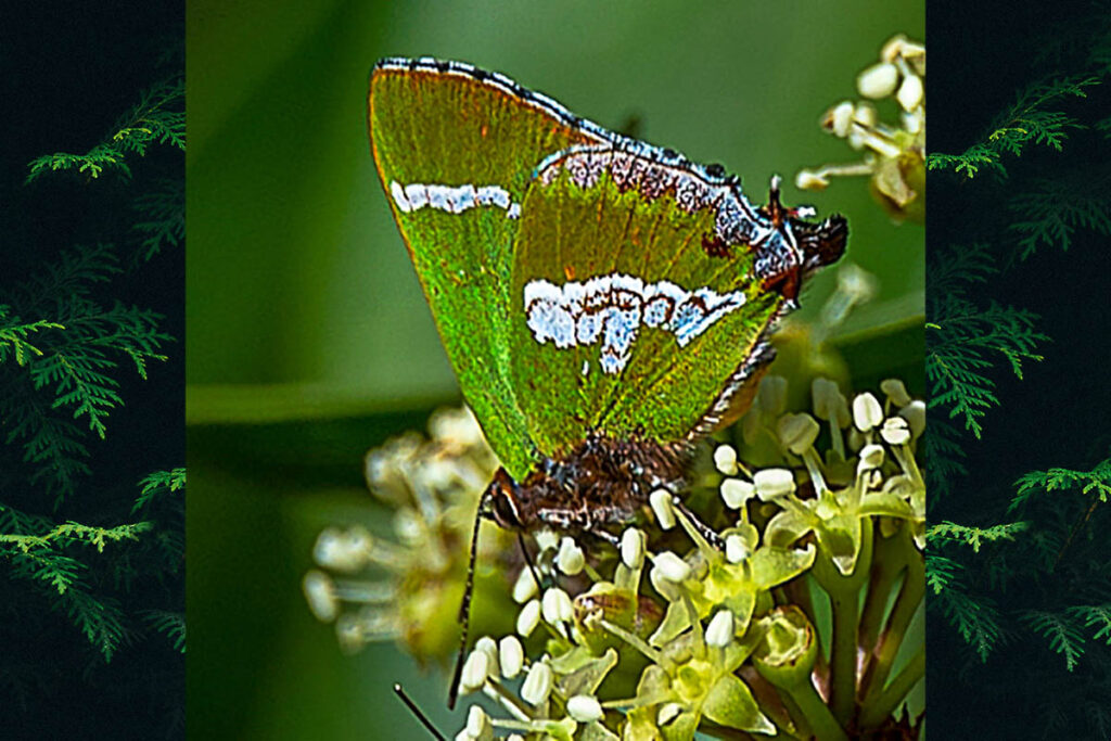 Cyanophrys bertha