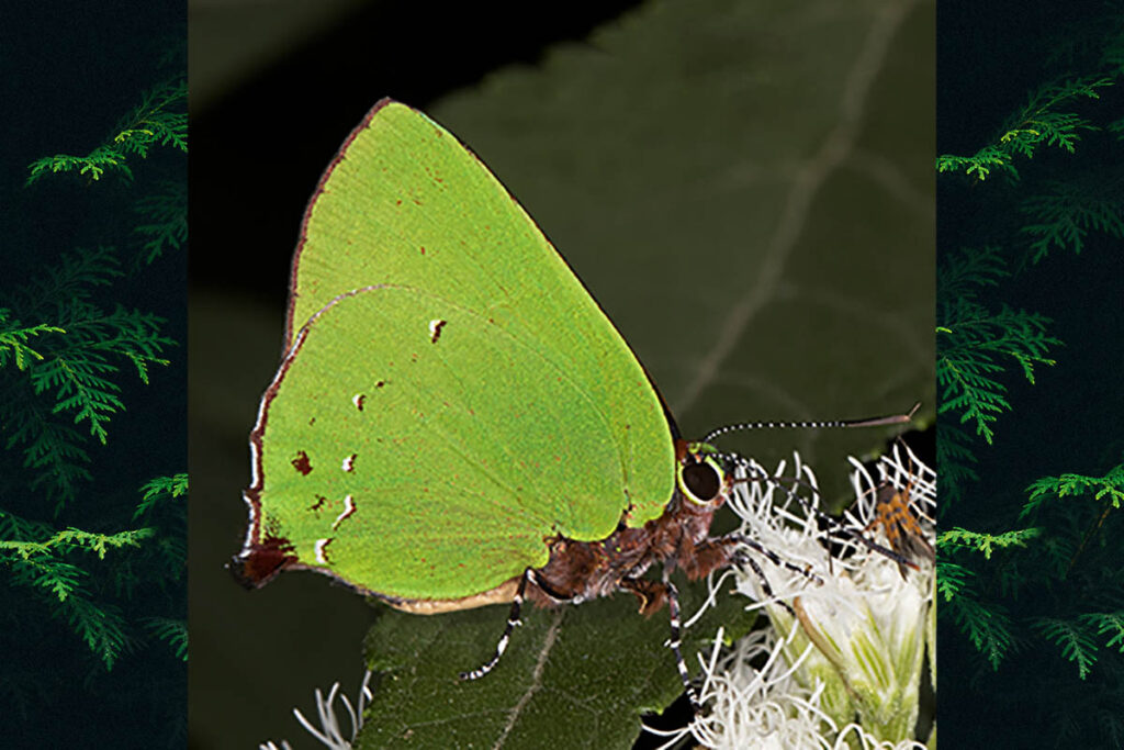 Cyanophrys herodotus